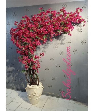 درخت گل کاغذی